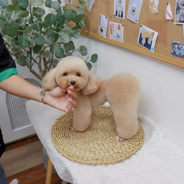 Hình ảnh Day Grooming - Petshop & Tiệm Spa Chó Mèo Quận Gò Vấp - 5