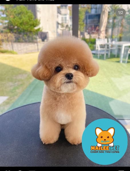 Hình ảnh Cắt Tỉa Lông - Spa Thú Cưng Mailee Cà Mau - 5