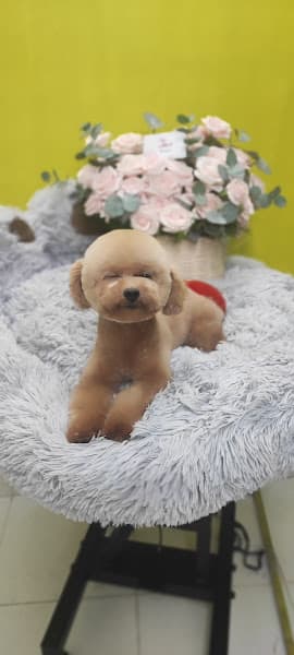 Hình ảnh Petshop - 2