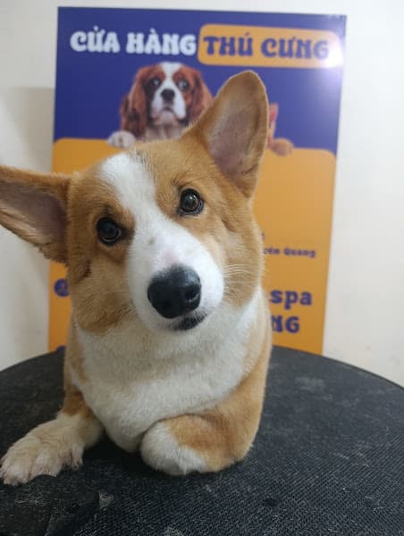 Hình ảnh Pet Xinh Tuyên Quang - Chuyên cắt tỉa lông thú cưng 13 bước - 3