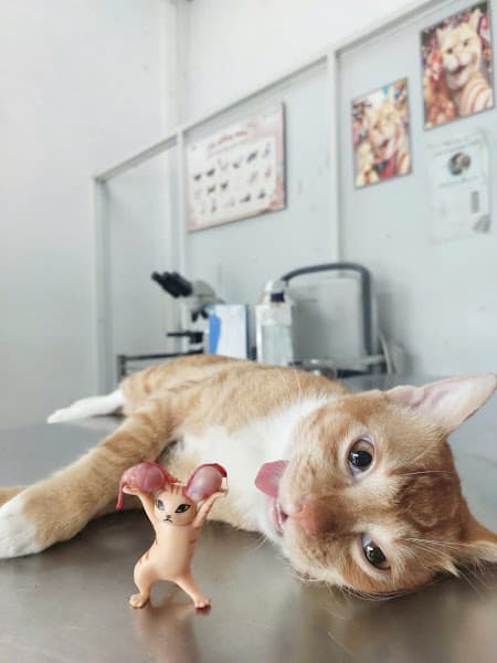 Hình ảnh Thú Y Hoàng Châu - Thú Y Dĩ An - 2