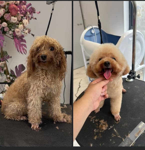 Hình ảnh DIỆU THÚ CƯNG - SPA CẮT TỈA - HOTEL LƯU TRÚ 20/24h - 3