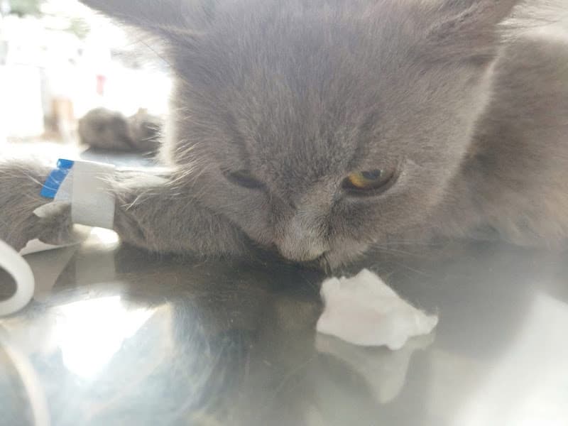 Hình ảnh Phòng Khám Thú Y Nha Trang City - 3