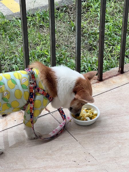 Hình ảnh VIBA - Spa Pet Shop - 2