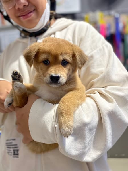 Thế Giới Thú Cưng Đà Nẵng