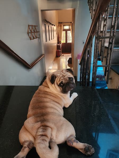 Hình ảnh Pet mini shop quảng ngãi - 4