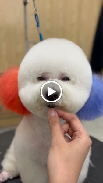 Hình ảnh Inu Pets Spa thú cưng Đà Lạt - 4