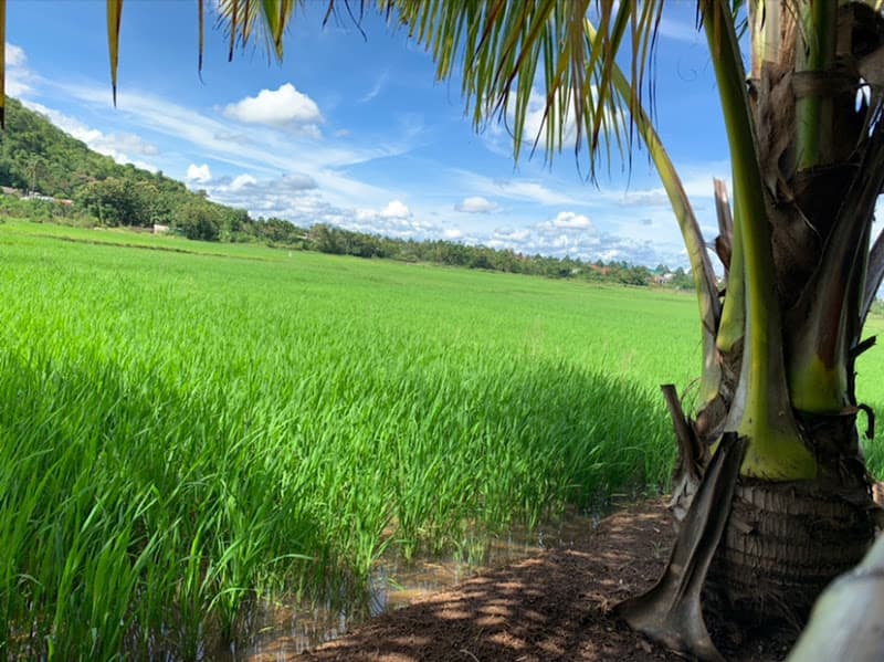 Hình ảnh Vườn Dừa Quán - 2