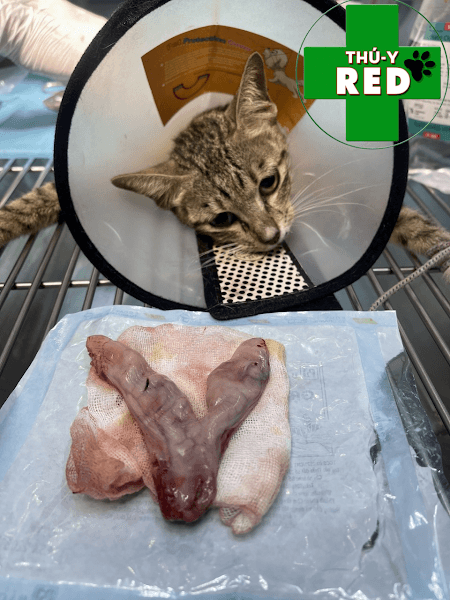 Hình ảnh Phòng Khám Thú Y RED - THÚ Y QUẬN TÂN PHÚ - 5