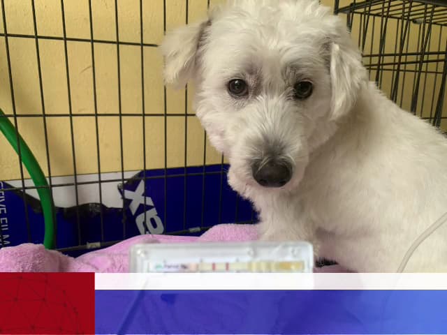 Ảnh bìa Phòng Khám Thú Y Doraemonpet