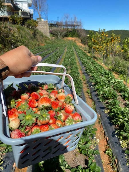 Hình ảnh The Diff House’s - Tiệm cà phê săn mây - 3