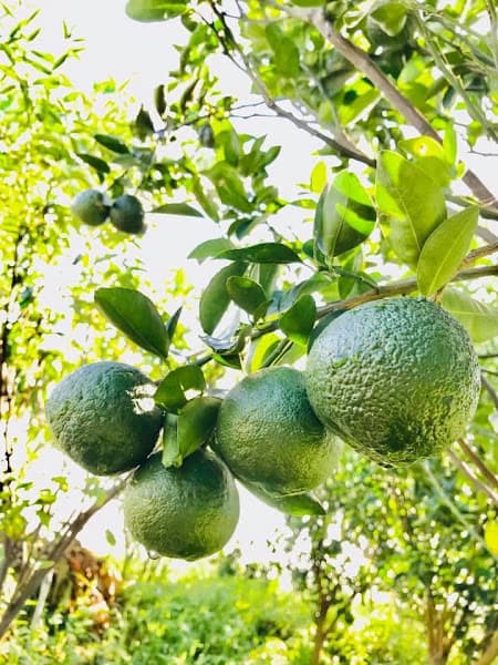 Hình ảnh VƯỜN TRÁI CÂY CÔ MỸ - 3