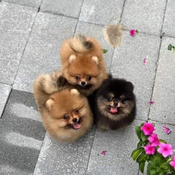 Hình ảnh Mua chó Poodle – Corgi – Phốc Sóc Đà Nẵng - 5