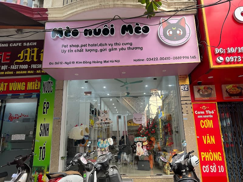 Hình ảnh Mèo Nuôi Mèo Petshop - 6
