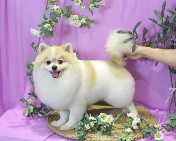 Hình ảnh LynLyn Pet - Cửa Hàng Thú Cưng - 2