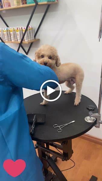 Hình ảnh Pet Home DA NANG ( Cắt tỉa, tắm Thú Cưng ) 애완 동물 가게, Pet Store - 3