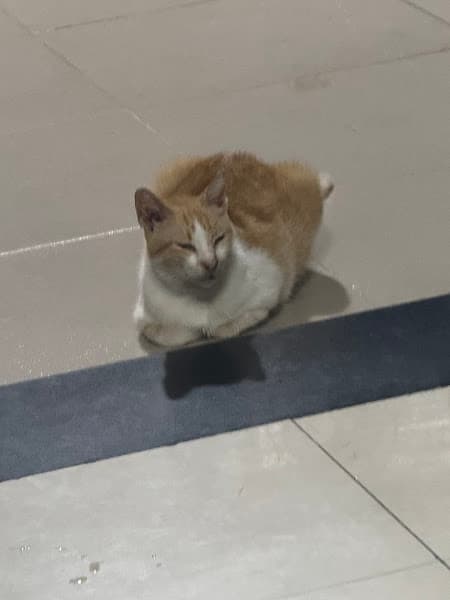 Hình ảnh Poody Pet Store : Spa dành cho chó mèo Phú Nhuận - 2