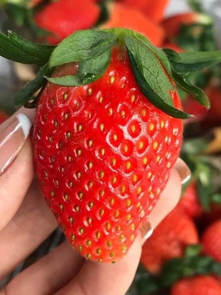 Hình ảnh Hoa Quả Sạch Bắc Ninh - An68 Fruits - Giỏ Trái Cây - Giỏ Quà Biếu - 2