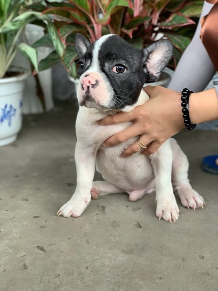 Hình ảnh Cửa hàng thú cưng Phúc Đốm - 3