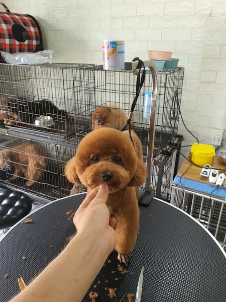 Hình ảnh 🐶 Gia Hân Pet 🐶 - 4