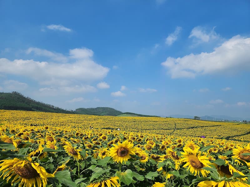 Ảnh bìa Đồi hoa hướng dương Nghệ An