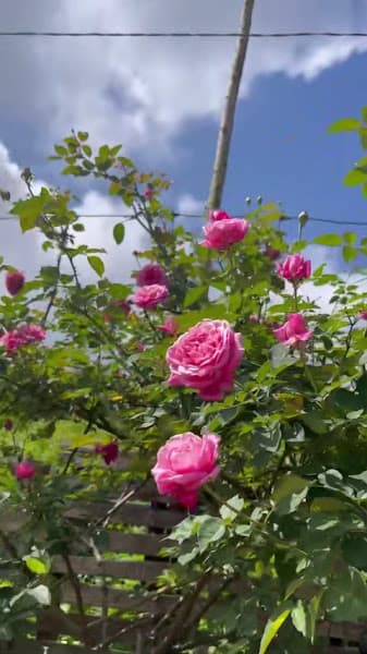 Ảnh bìa Tâm Châu.ltd