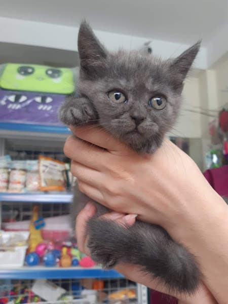 Hình ảnh Beauty Pet Shop - 4