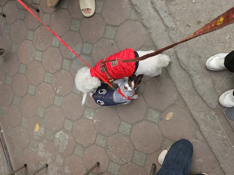 Hình ảnh Thú Cưng Kokopet - 3