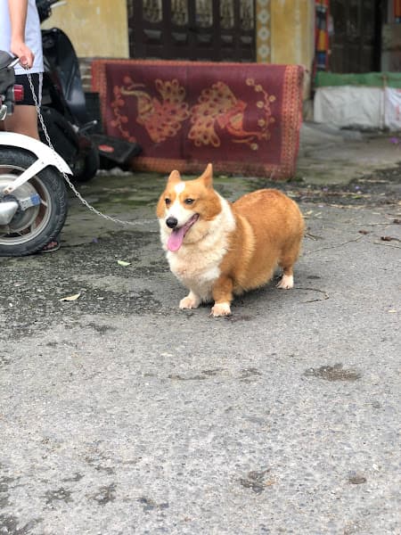 Hình ảnh 1996 Pet Shop Thái Bình - 4