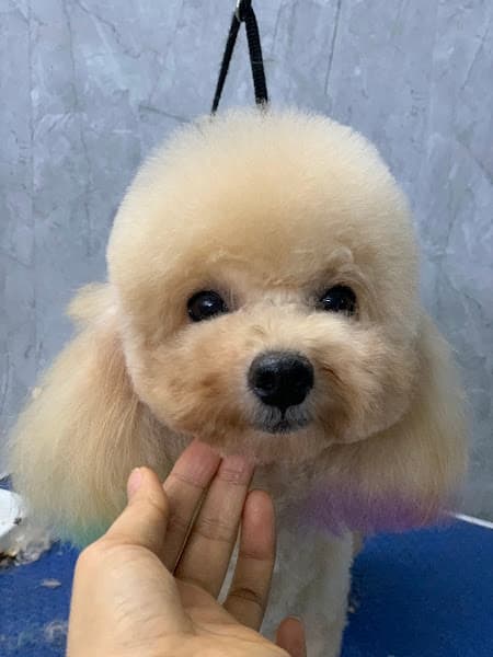 Bệnh viện Thú y Thái Nguyên - PETTHAI