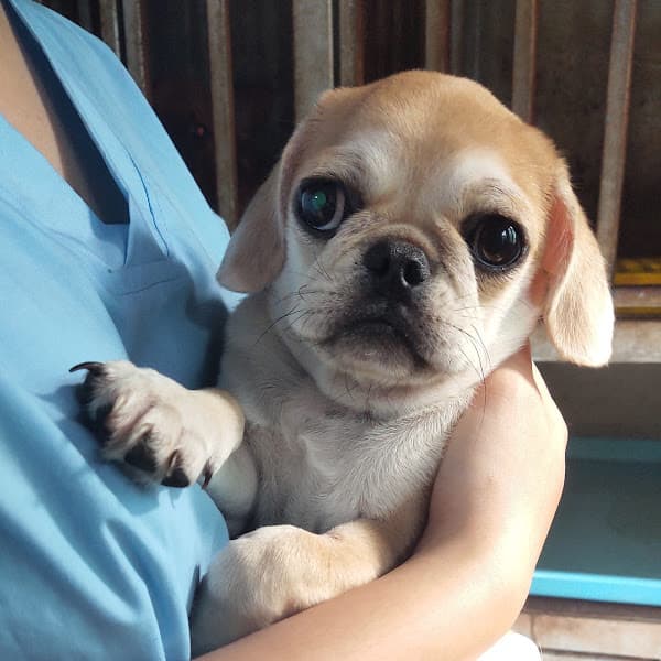 Hình ảnh Bệnh viện thú y Đức Việt - 9