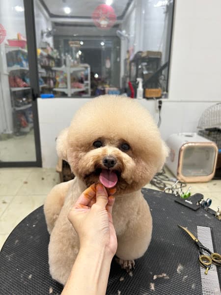 Hình ảnh MITA SPA & PET SHOP ( Tỉa Lông Thú Cưng ) - 2