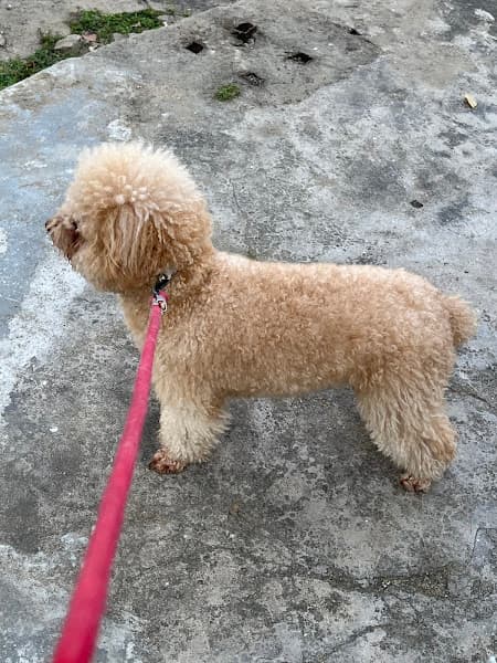 Hình ảnh Lưu trú Chó Mèo - Min&Moon Pet Hotel - 6