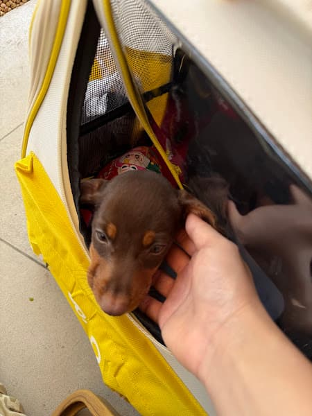 Phòng Khám Thú Y VVET Đà Nẵng