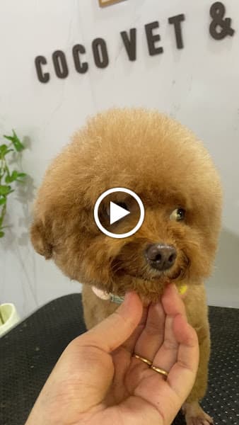 Hình ảnh Coco vet & spa - Tắm cắt tỉa lông chó mèo - 3