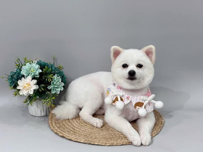 Hình ảnh Gumi Pet Shop 구미펫 - 宠物店 - 2