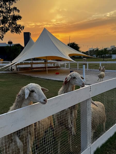 Hình ảnh Mật Pet Farm - Sài Gòn - 3