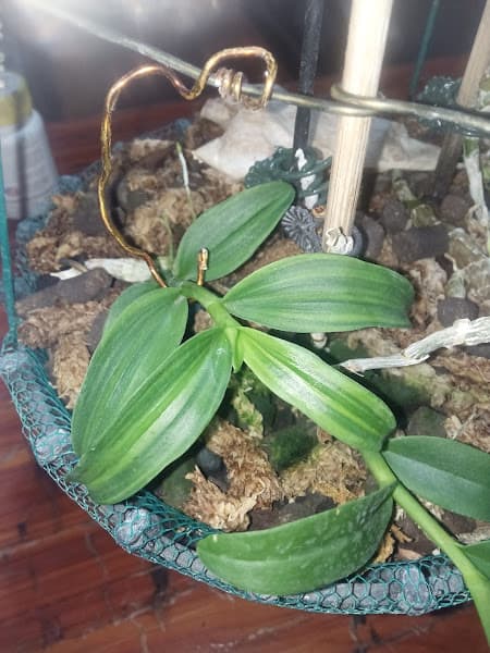 Hình ảnh Phở bò sốt vang - 2