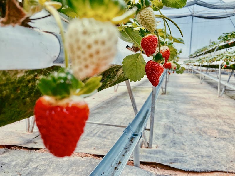 Hình ảnh Vườn Dâu B-Farm Đà Lạt - 3