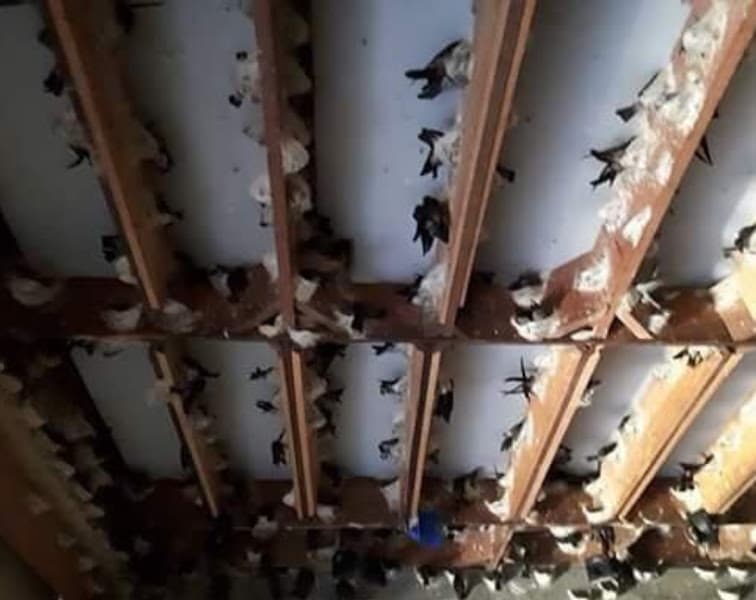 Hình ảnh Yến Sào Hiệp Tiến Đồng Nai - 5