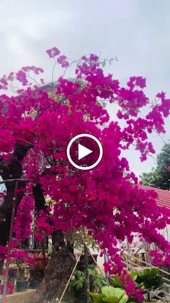 Hình ảnh Nhà hàng Mường Then - 3