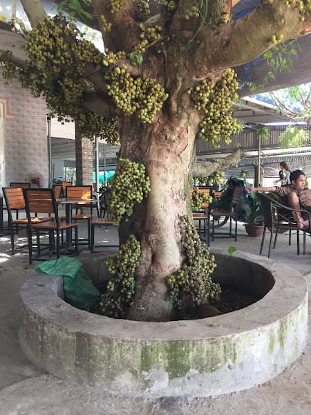 Hình ảnh Cafe cây sung107 - 3