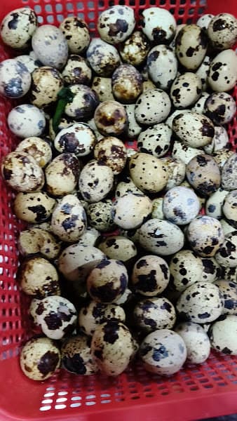 Hình ảnh Ốc Duy đơ - 5