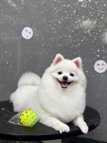 Spa Cắt Tỉa Lông Cho Chó Mèo Gò Vấp- Arale Petshop