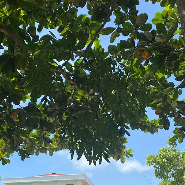 Hình ảnh Mekong Restaurant - 7