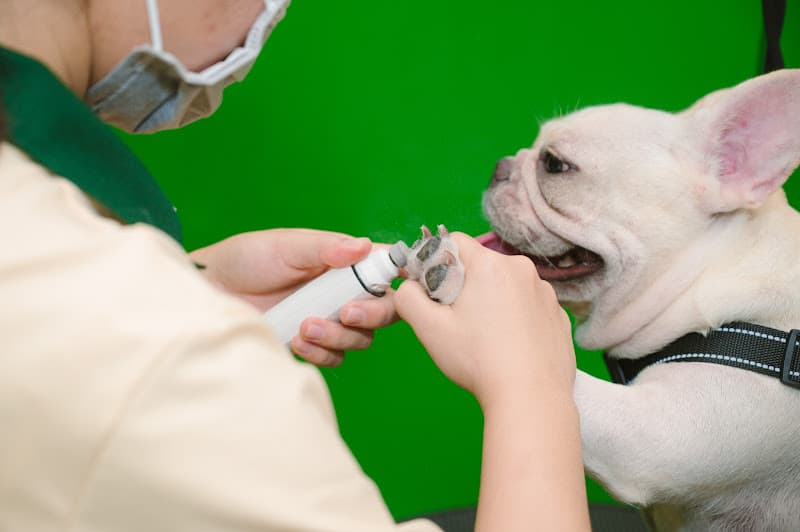 Hình ảnh Kim Cương Pet Shop Vĩnh Long - 6