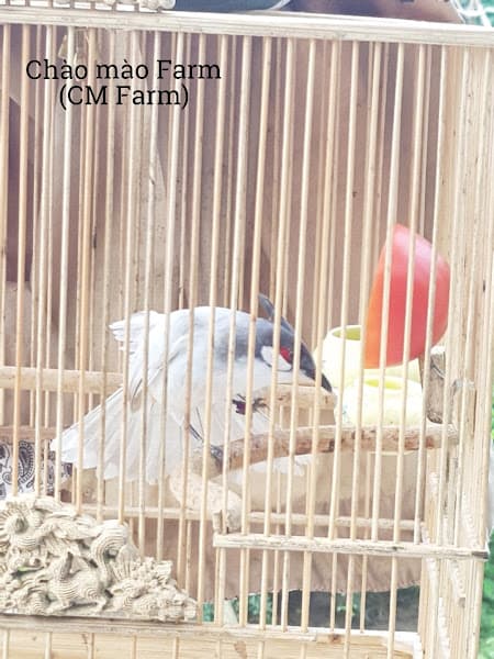 Hình ảnh Chào mào farm: Trại chim chào mào đột biến sinh sản. - 5
