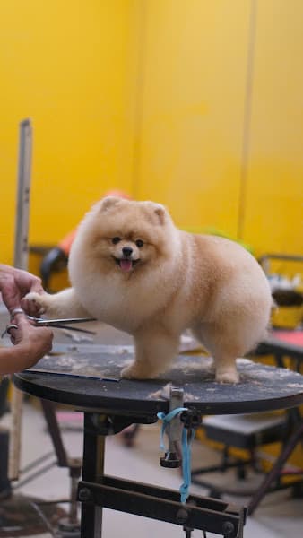 Hình ảnh Phú Spa - Cắt tỉa Cạo lông Grooming Tạo Kiểu Chó Mèo Tại Đà Nẵng - 3
