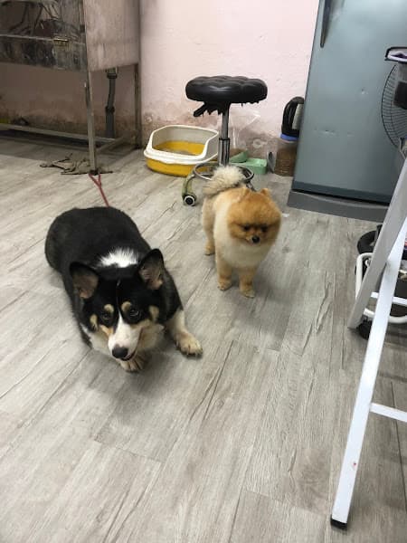 Ảnh bìa Pink Pet Lào Cai - Pet Shop & Spa - Trông Giữ Thú Cưng