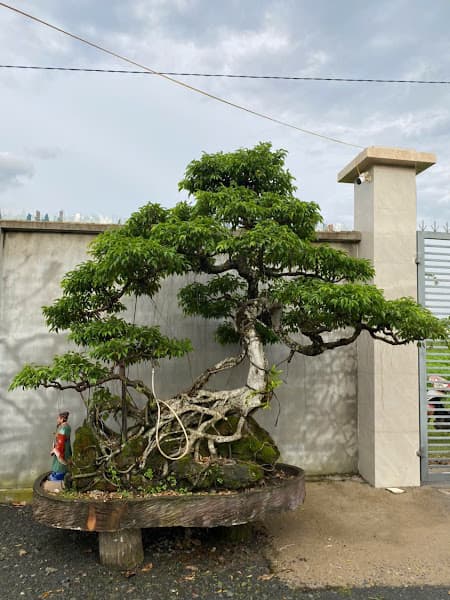 Ảnh bìa CÀ PHÊ ĐẠI LỘC TÂY NINH